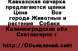 Кавказская овчарка -предлагаются щенки › Цена ­ 20 000 - Все города Животные и растения » Собаки   . Калининградская обл.,Светлогорск г.